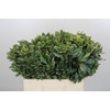 Pittosporum Ilan