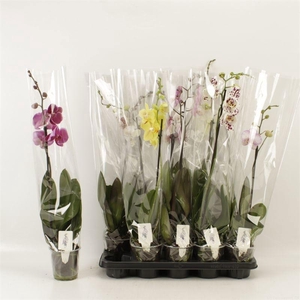 PHAL GEM 6 KL