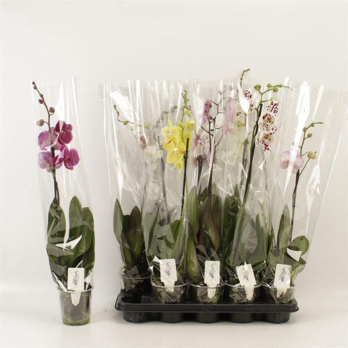 <h4>PHAL GEM 6 KL</h4>
