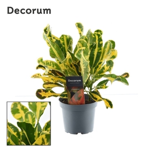 Codiaeum Codiaeum variegatum kleinb