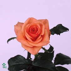 GREVI IVANHOE BRONZE