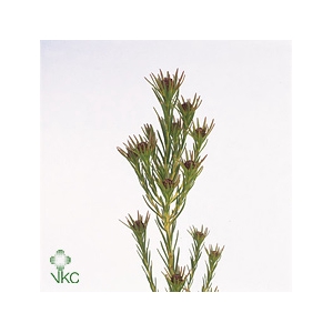 Leucad Jubilee Crown