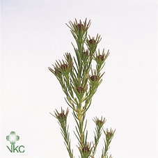 <h4>Leucad Jubilee Crown</h4>