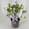 Deutzia hyb. Mont Rose C2