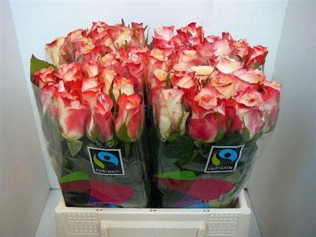 <h4>R Gr Cabaret</h4>