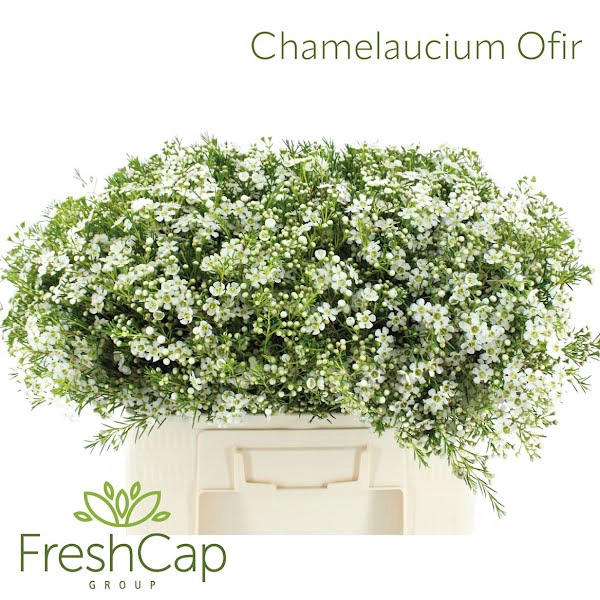 <h4>Chamelaucium Ofir</h4>