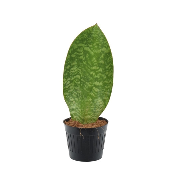 <h4>Sansevieria ‘Masoniana’ Whale Fin P10.5</h4>