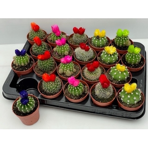 CACTUS VERSIERD