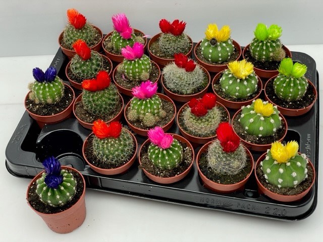 <h4>CACTUS VERSIERD</h4>