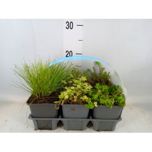 Waterplanten   ...mix oxygen