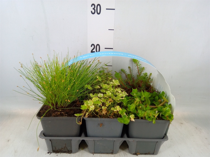 <h4>Waterplanten   ...mix oxygen</h4>