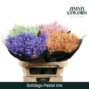 Solidago L70 Pastel mix