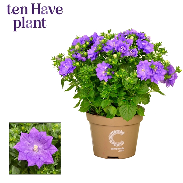 Campanula iso. 'Dublin Blue'