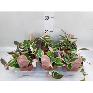 Hoya carnosa 'Floraganza Flamingo'