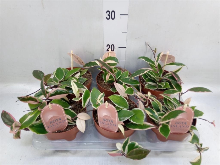 <h4>Hoya carnosa 'Floraganza Flamingo'</h4>