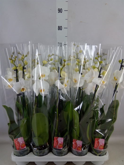 <h4>Phalaenopsis  'FC Snow Compass'</h4>