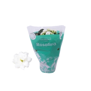 Kalanchoe Rosalina 07cm Don Dione wit
