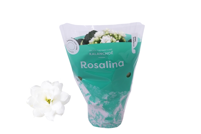 <h4>Kalanchoe Rosalina 07cm Don Dione wit</h4>