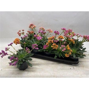 Lewi Co Happy Co Gem