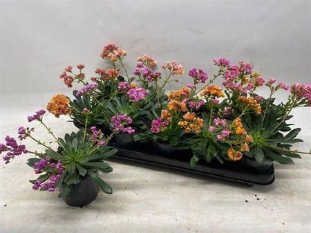 <h4>Lewi Co Happy Co Gem</h4>