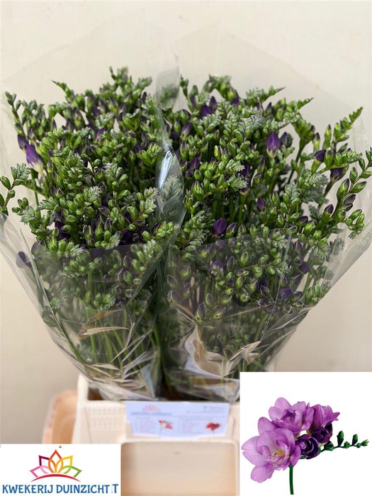 <h4>Fr Du Blue Bayou</h4>