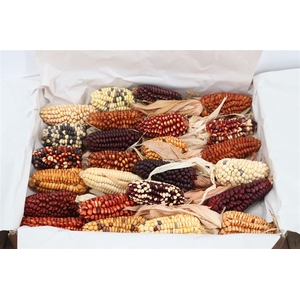 Zea Mays Large Mix