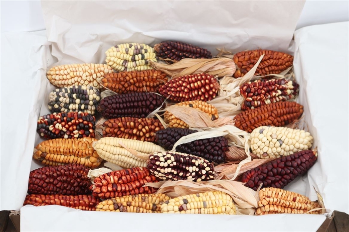 Zea Mays Large Mix