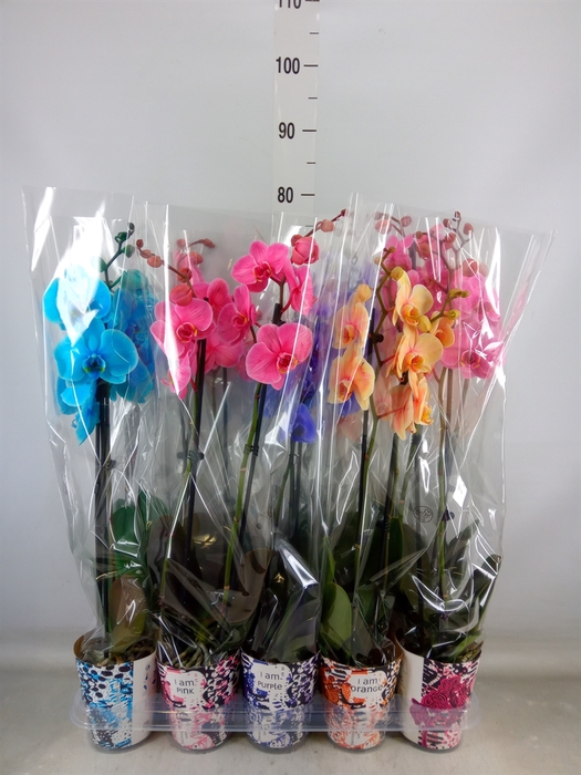 <h4>Phalaenopsis   ...</h4>