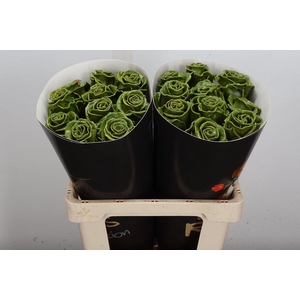 Wax-Rozen Wax Olijf Groen w10