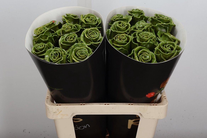 <h4>Wax-Rozen Wax Olijf Groen w10</h4>