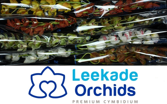 <h4>CYMB MI GEM</h4>