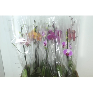 PHALAENOPSIS MIX P12