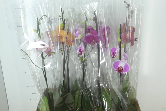 <h4>PHALAENOPSIS MIX P12</h4>