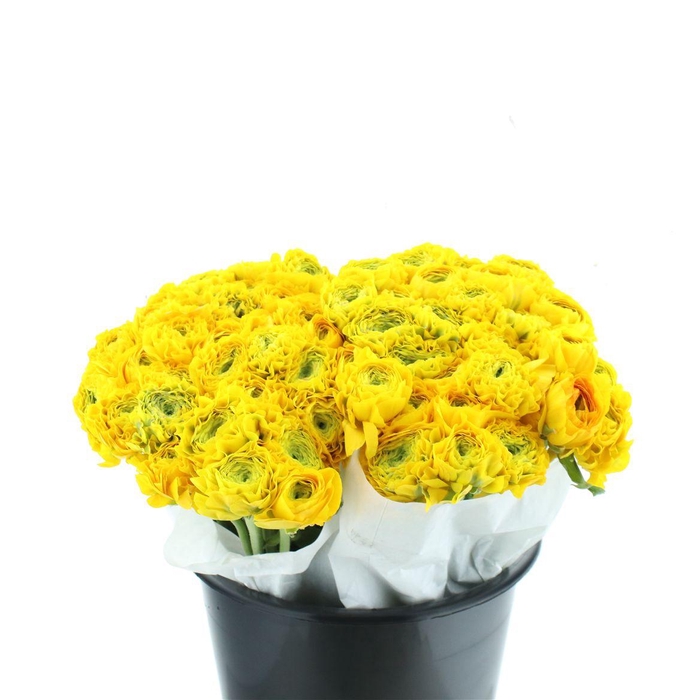 <h4>Ran Ponpon Luna Yellow Extra</h4>