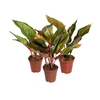 AGLAONEMA VARIADA P12 PREMIUM