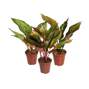 AGLAONEMA VARIADA P12 PREMIUM