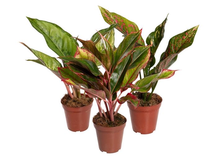 <h4>AGLAONEMA VARIADA P12 PREMIUM</h4>