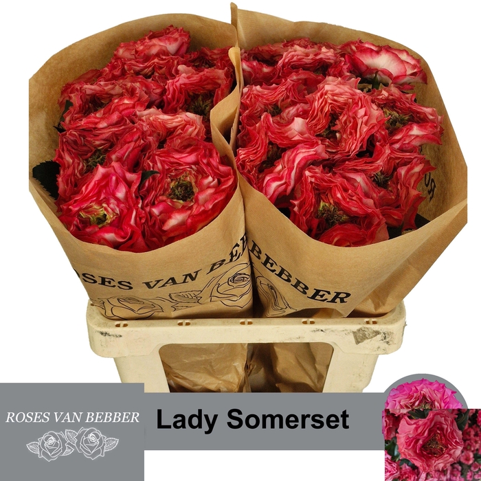 <h4>R GR LADY SOMERSET</h4>