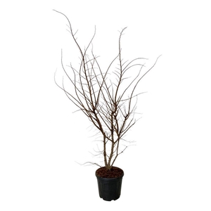 Ulmus minor suberosa