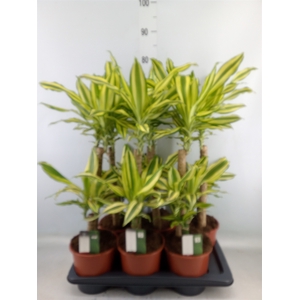 Dracaena frag. 'Yellow Coast'