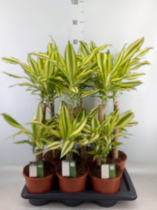 <h4>Dracaena frag. 'Yellow Coast'</h4>