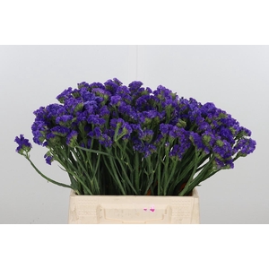 Statice Crystal Dark Blue