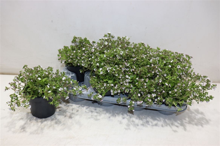 <h4>arr8 Gyps Cerastioides</h4>