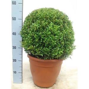 BUXU SEMPERVIRENS
