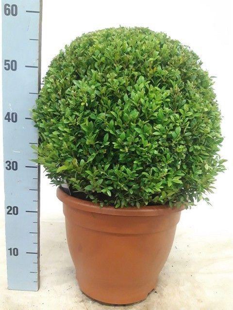 <h4>BUXU SEMPERVIRENS</h4>