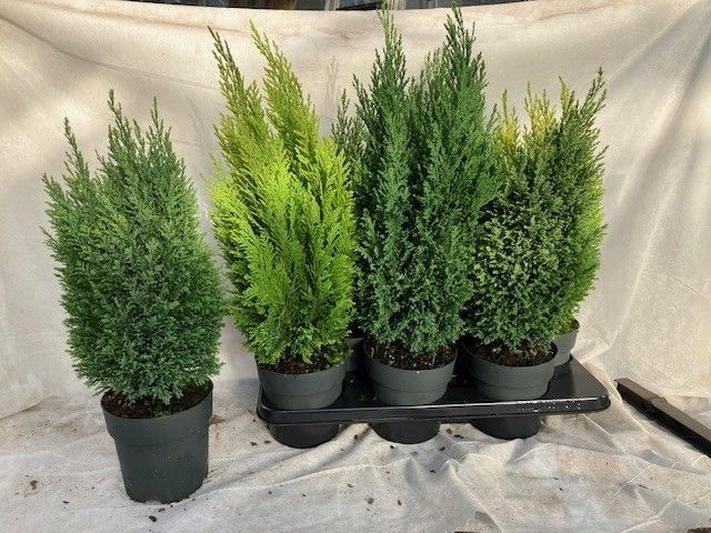 <h4>CONIFEREN MIX P15</h4>