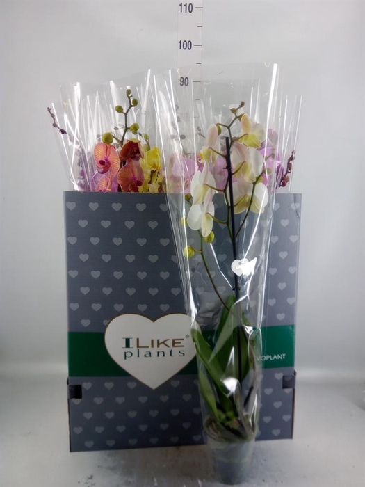 <h4>Phalaenopsis   ...mix</h4>