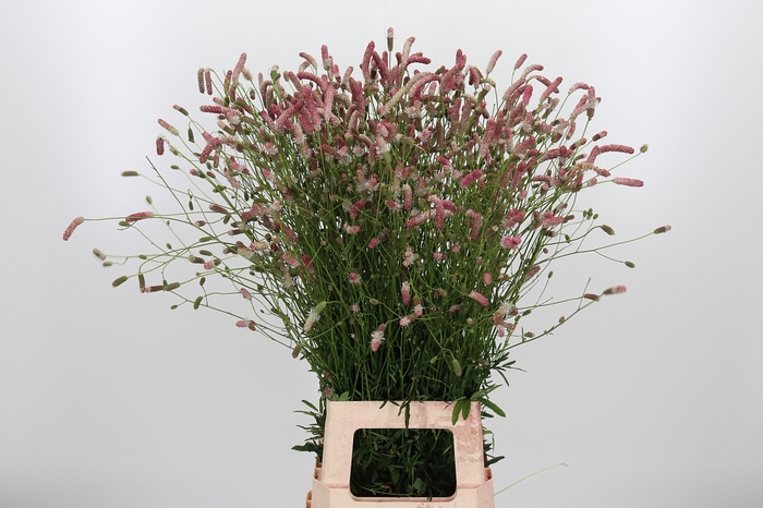 <h4>Sanguiso O Pink Tann</h4>