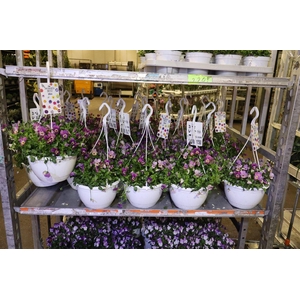 Vio Co Lila Pink In Hangpot