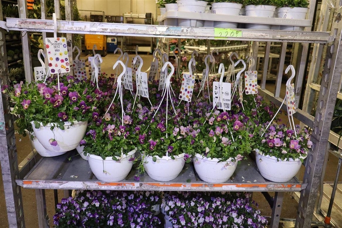 <h4>Vio Co Lila Pink In Hangpot</h4>